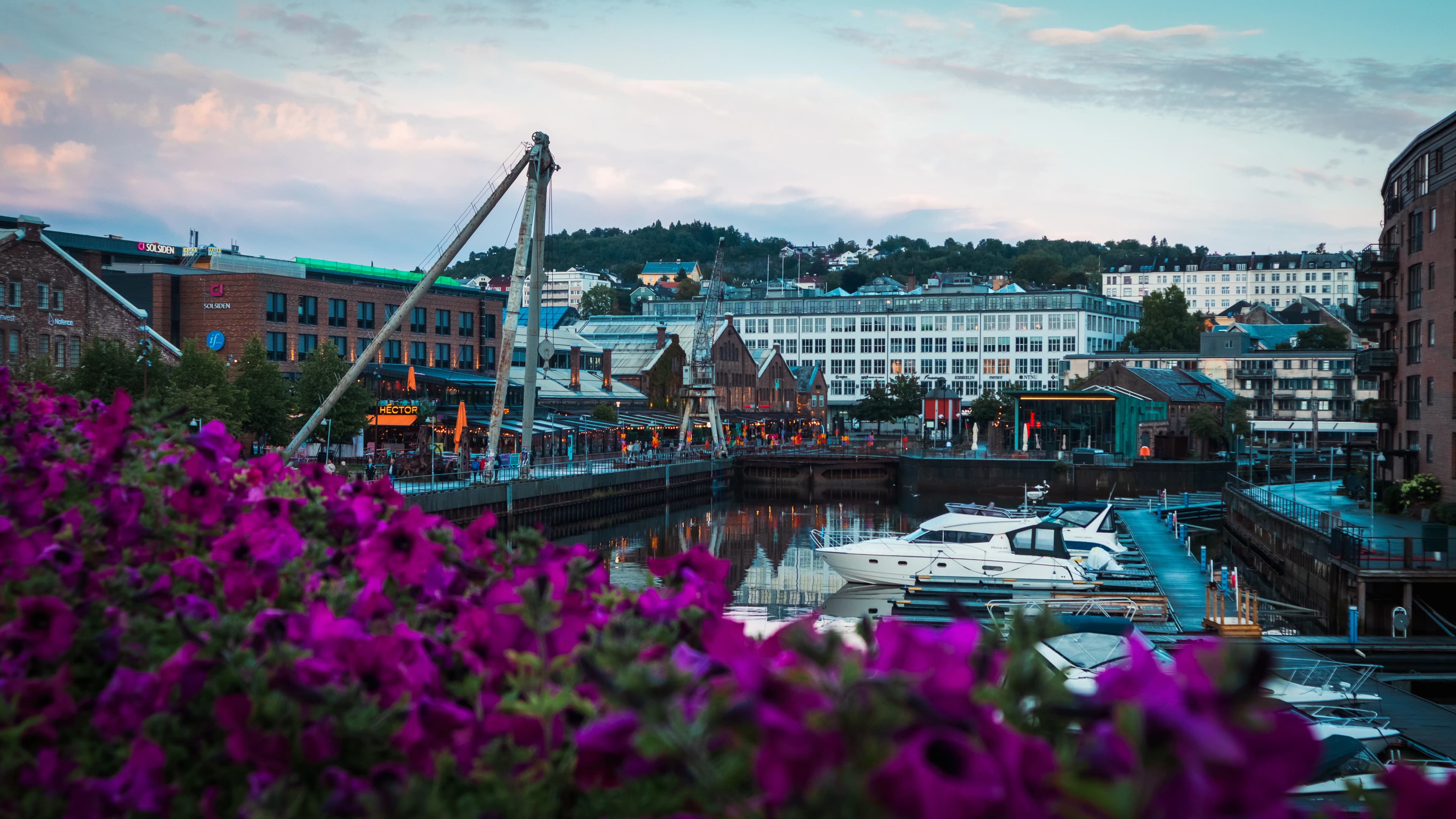 A harbor filled with lots of purple flowers