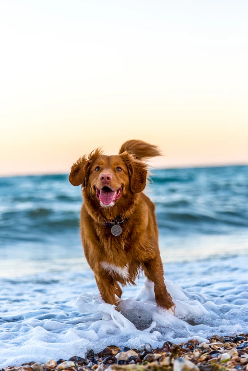 Reizen met een hond: alles wat je moet weten