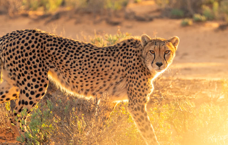 Safari mit Giraffen