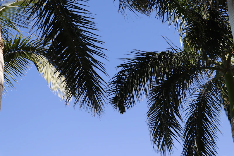Tropischer Palmenstrand