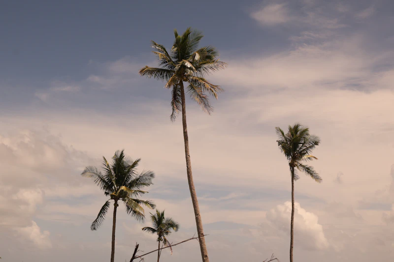Palmen auf Siargao