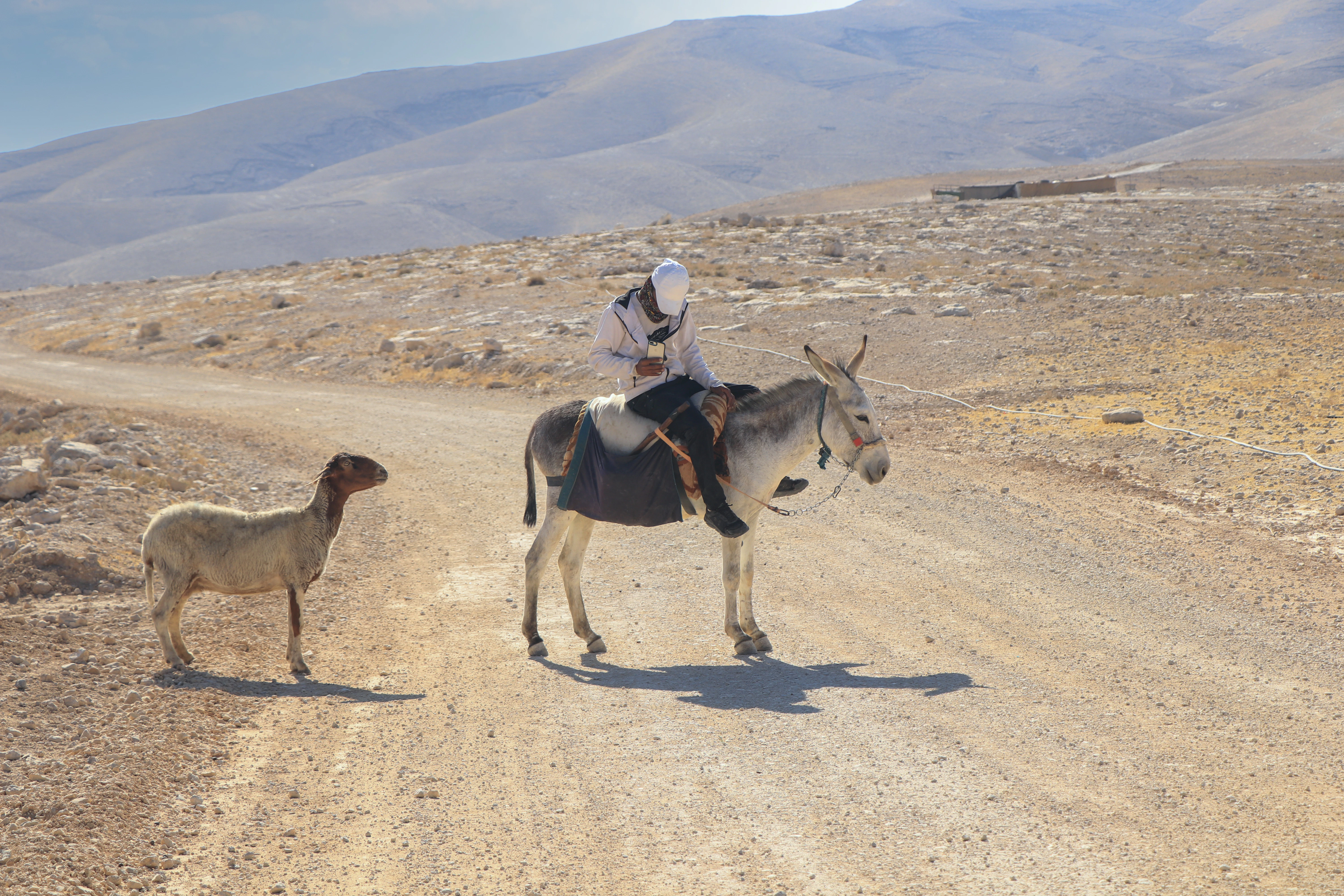 a person riding a donkey next to a llama