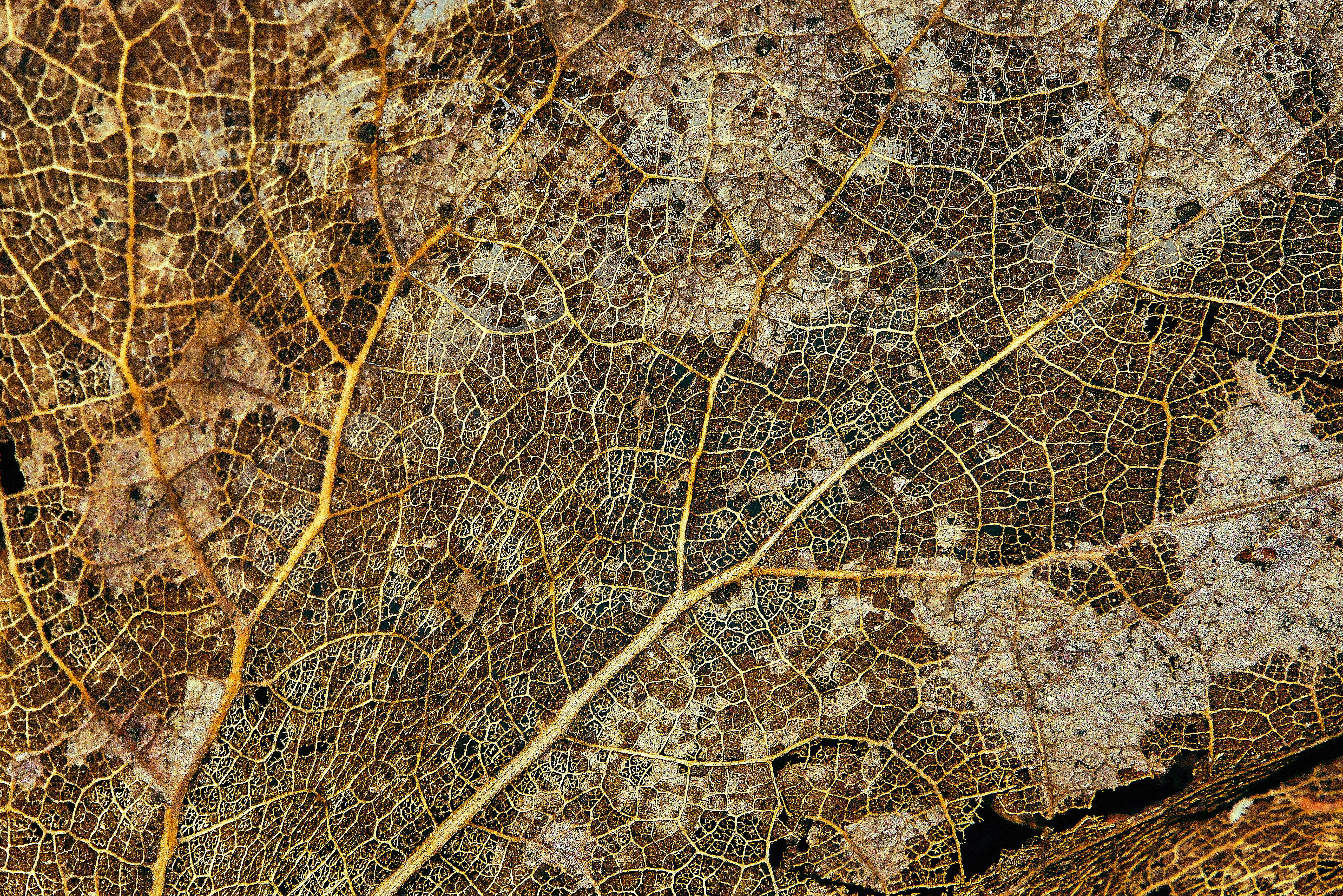 dried brown leaf