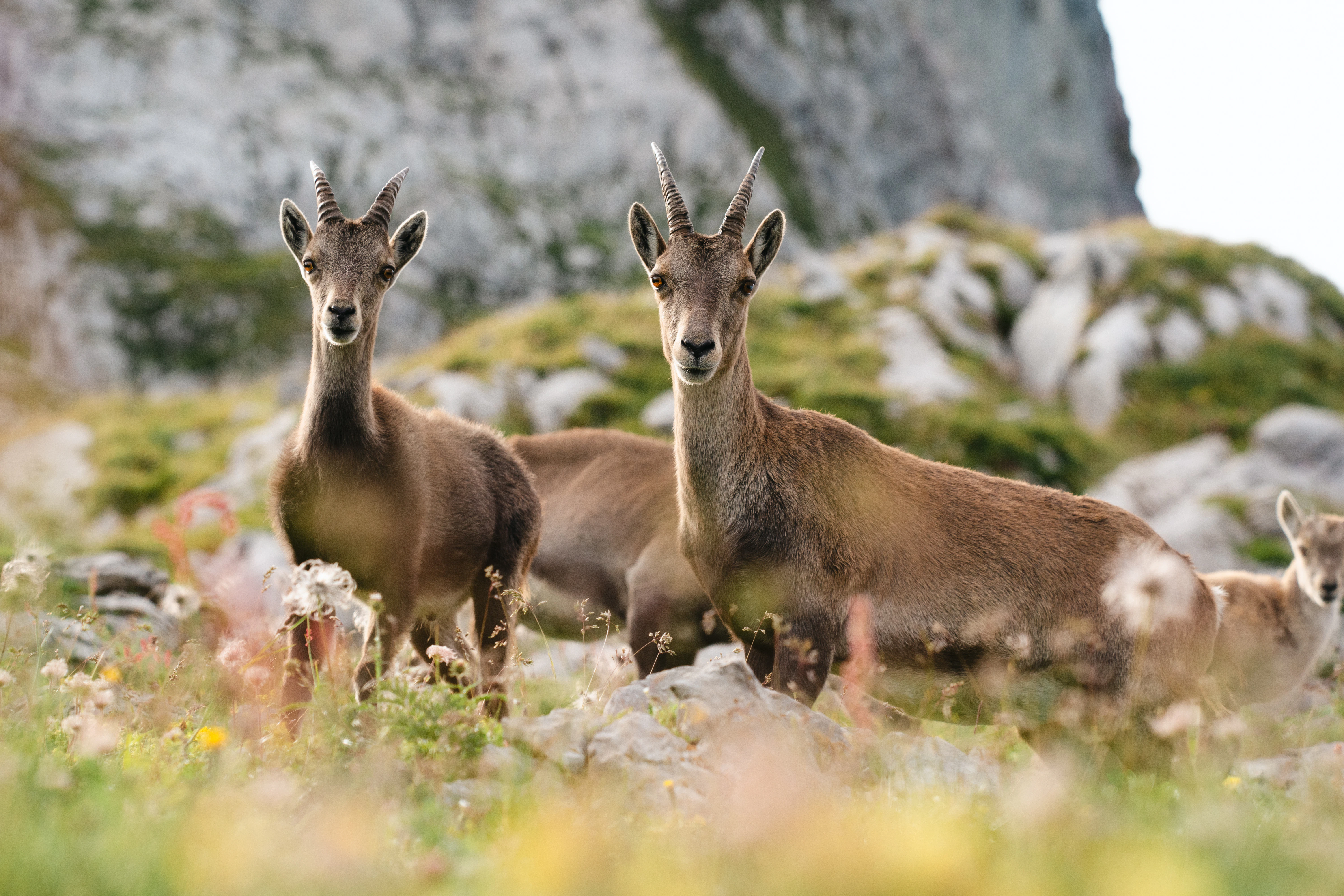 a couple of animals that are standing in the grass