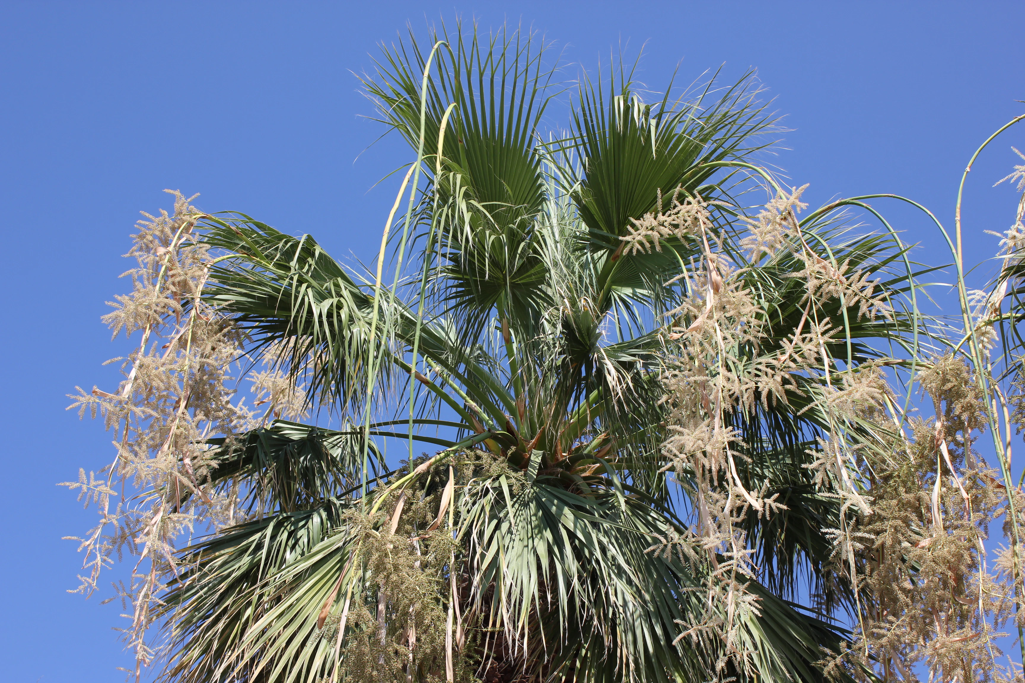 a close-up of a tree