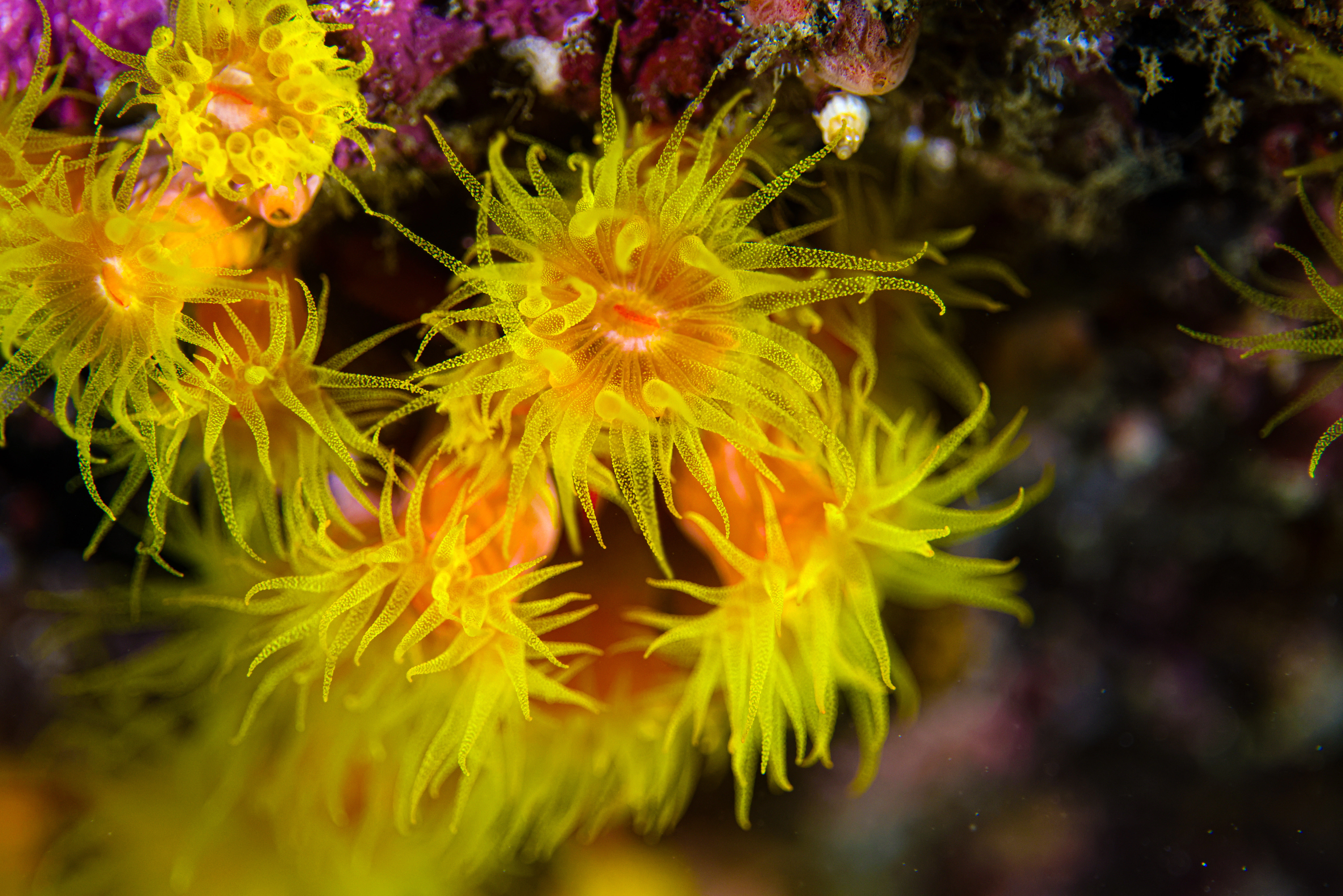 Bright yellow coral polyps with orange centers.