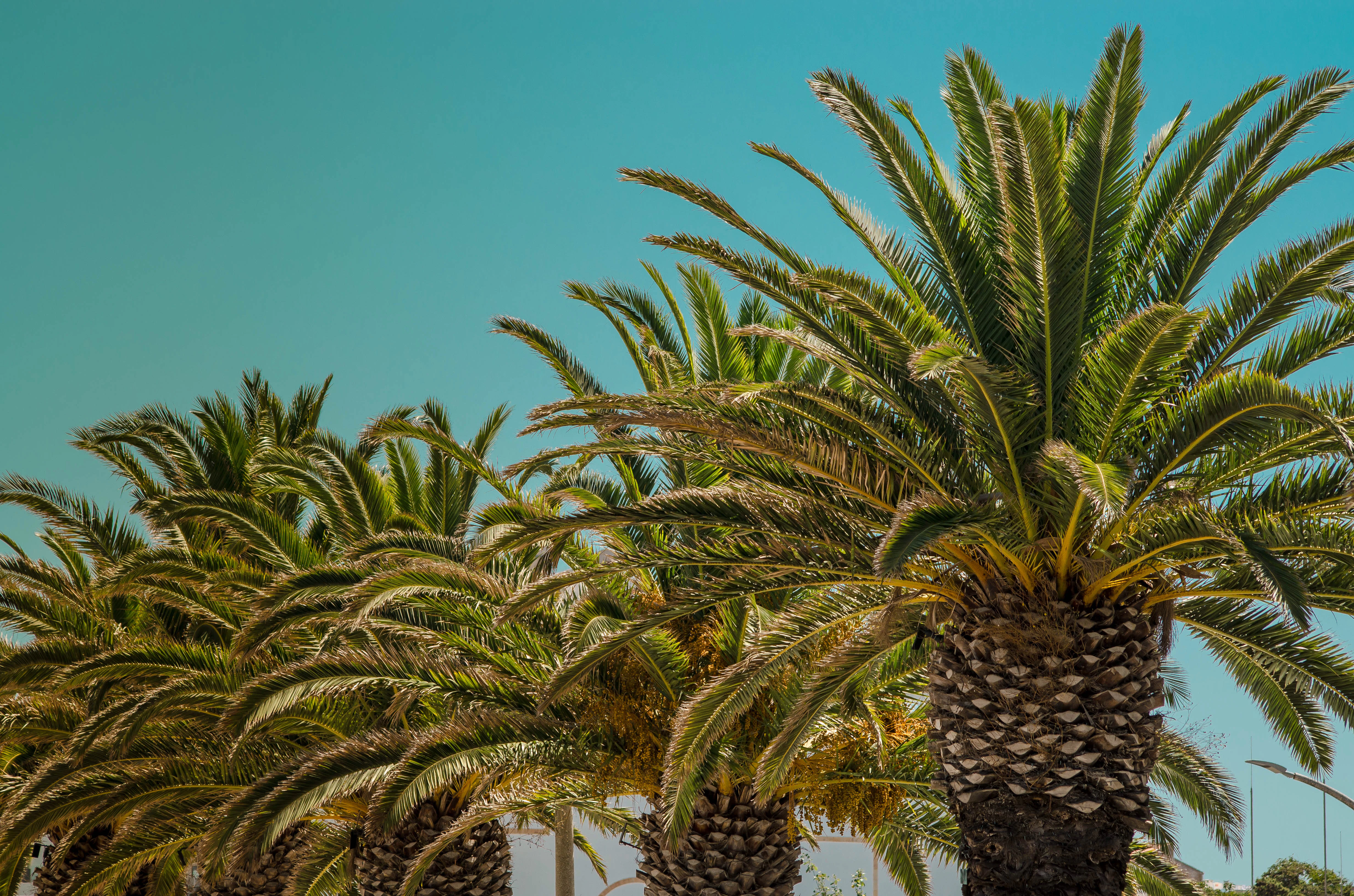 green and brown sago palm tree under blue sky
