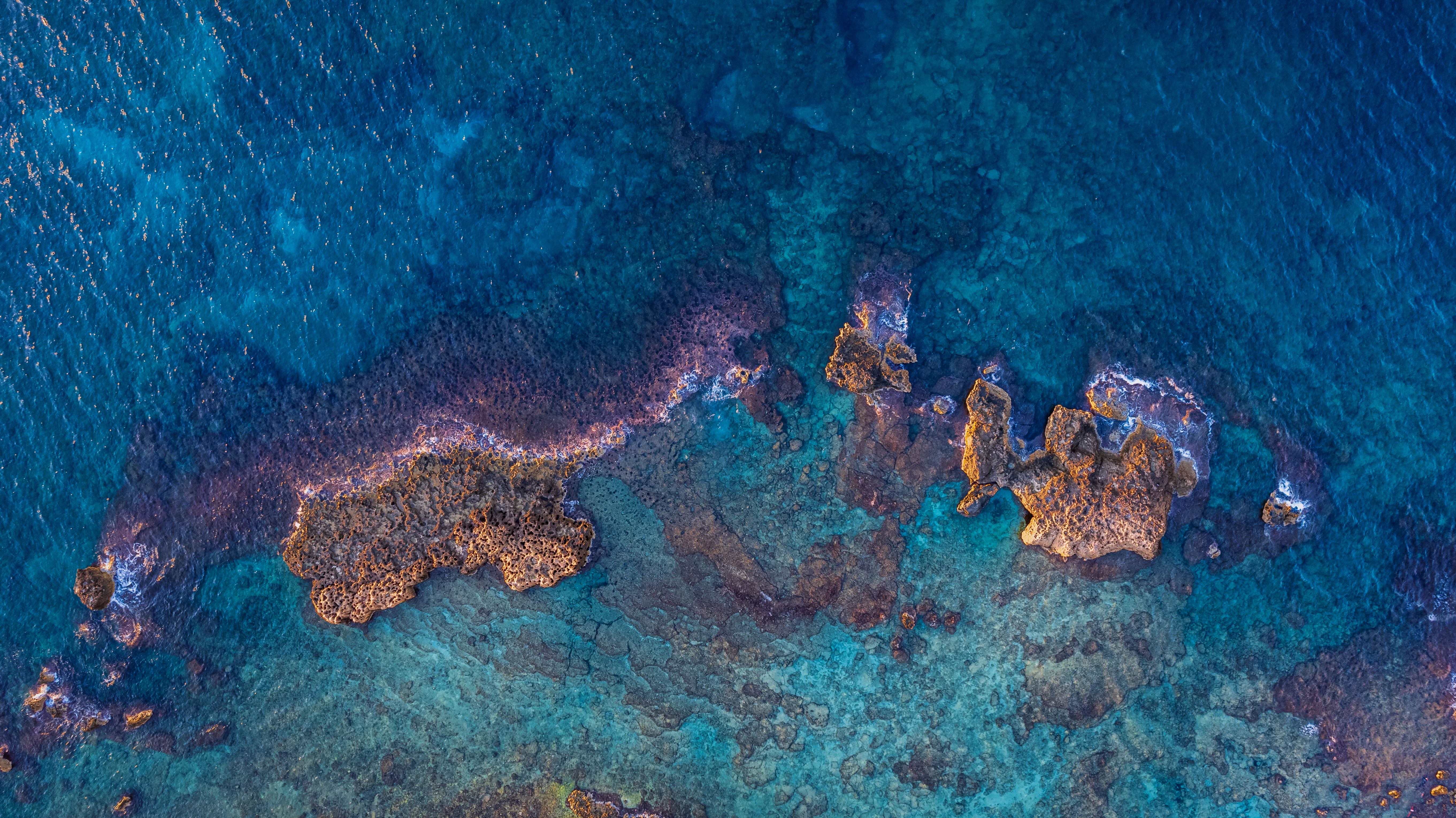 a group of sea animals