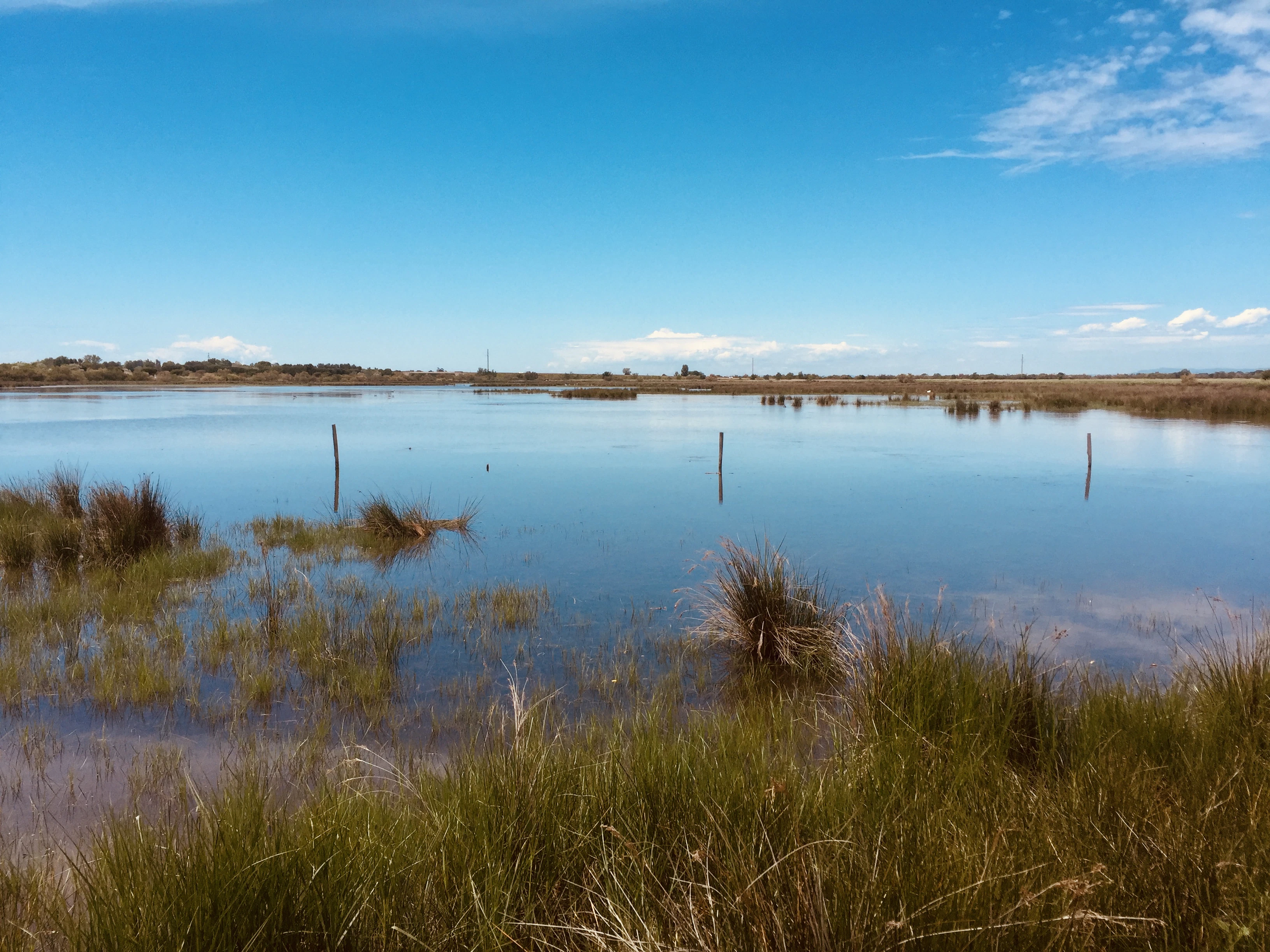 green grass near body of water during daytime