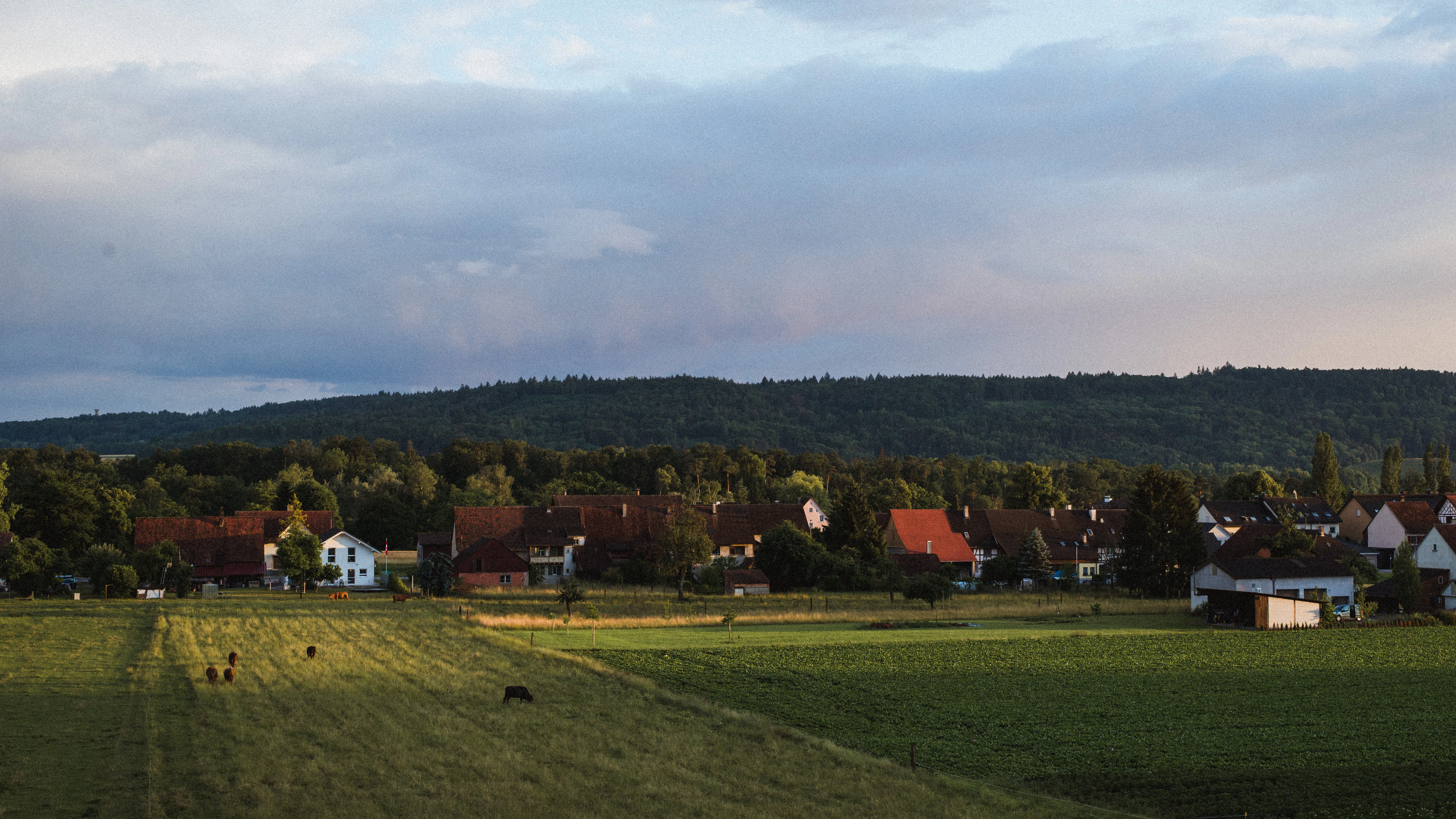 a grassy field with houses in the background