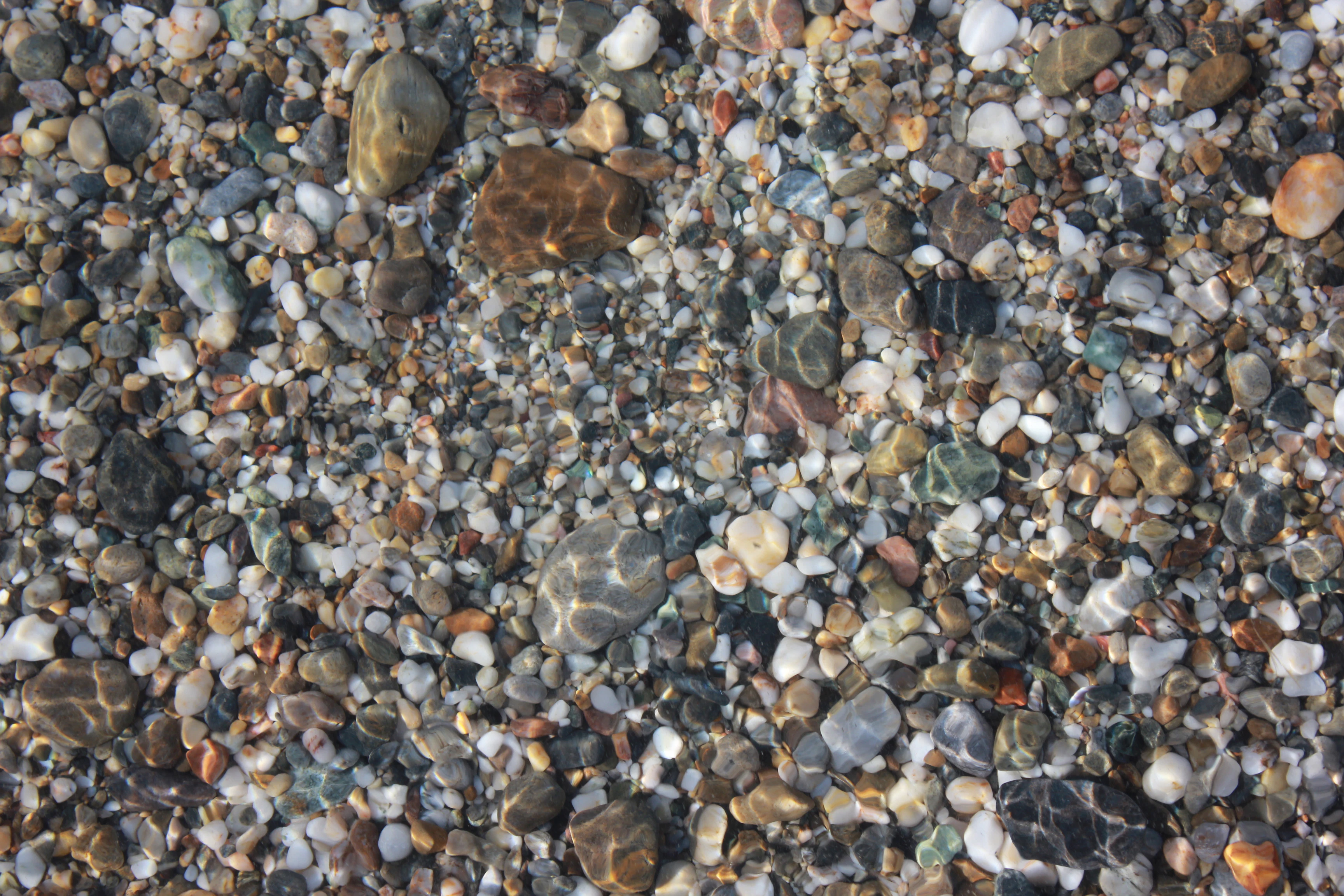 a group of sea shells on a beach