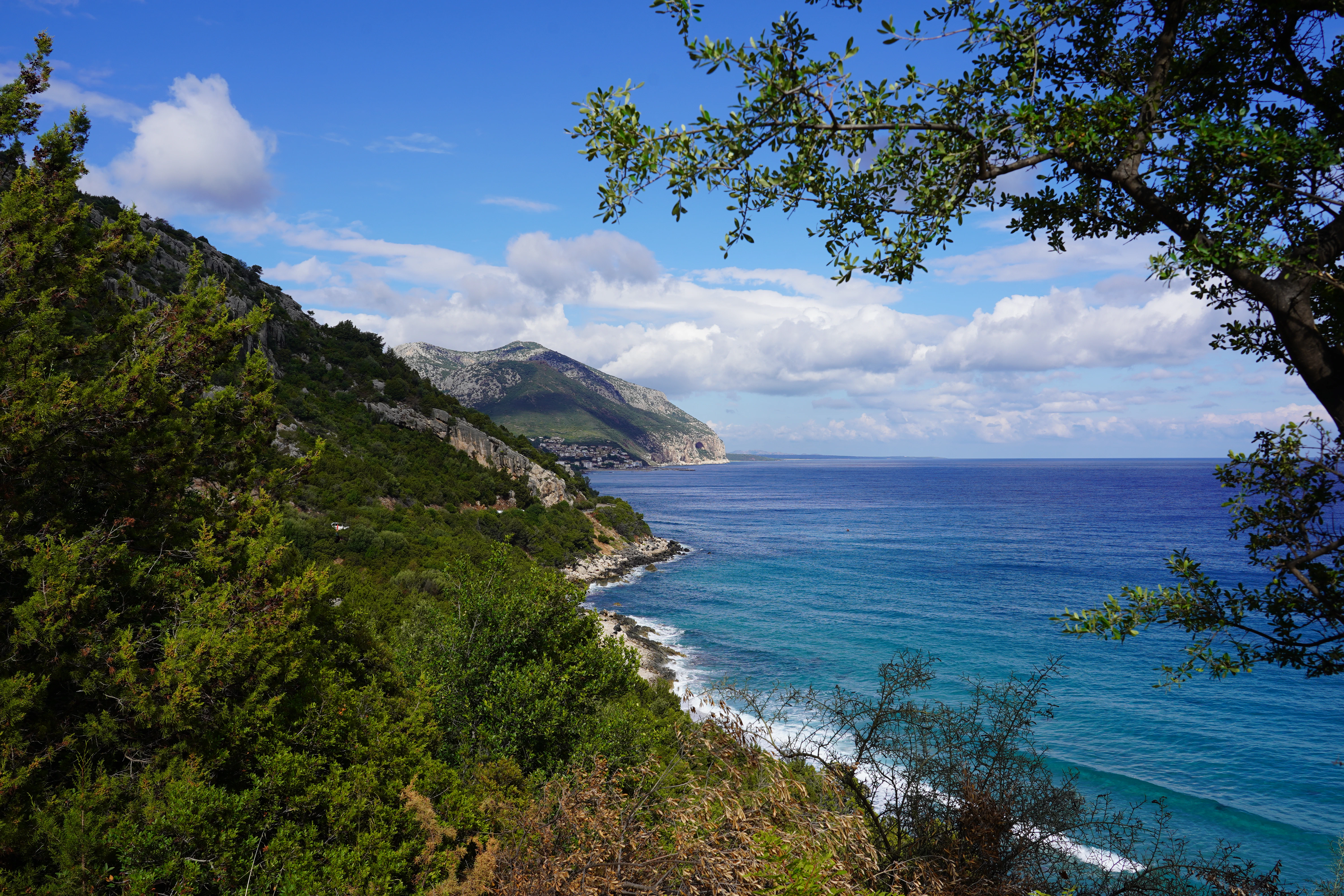 a beach with trees and a body of water